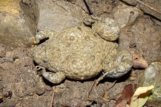 Bombina variegata