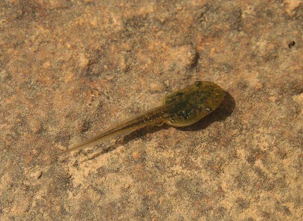 Hyla arborea