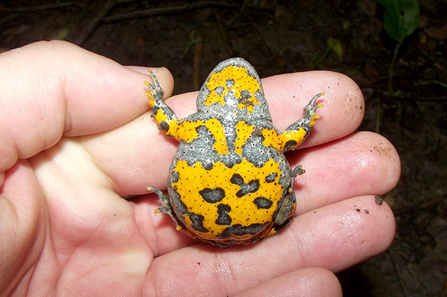 Bombina variegata