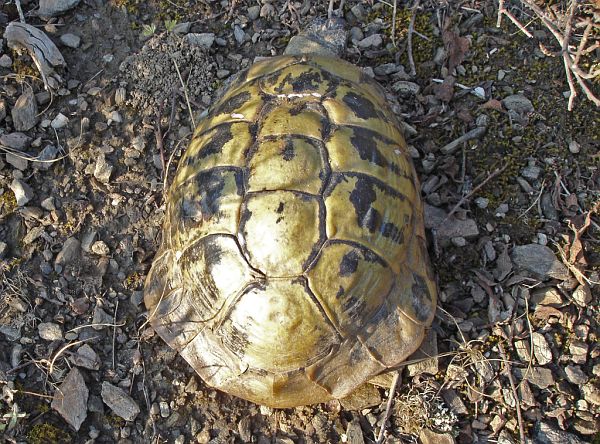 Testudo hermanni