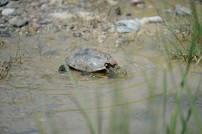 Emys orbicularis