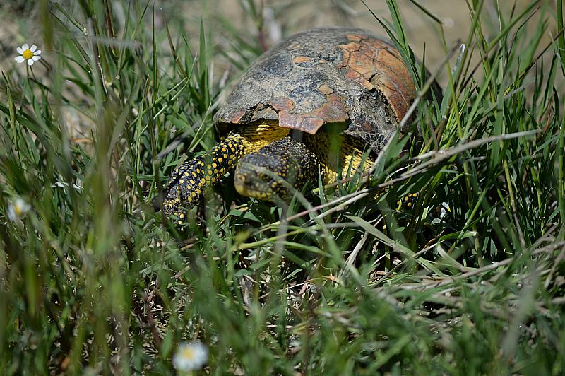 Emys orbicularis