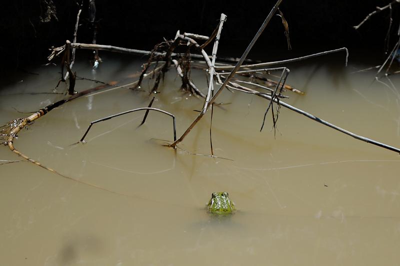 Pelophylax/Rana sp.