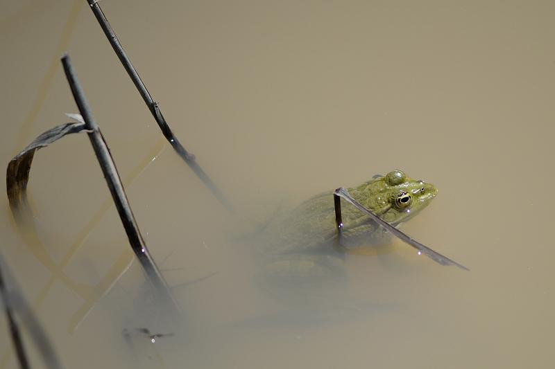 Pelophylax/Rana sp.