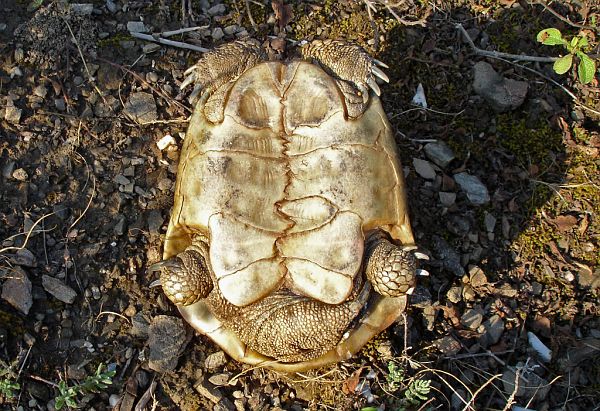 Testudo hermanni