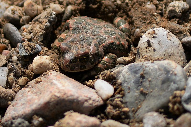 Pseudepidalea viridis