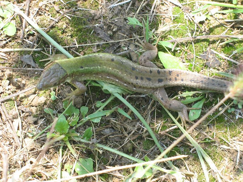 Lacerta viridis