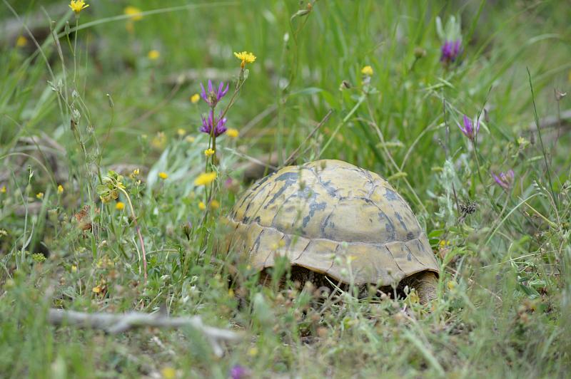 Testudo hermanni