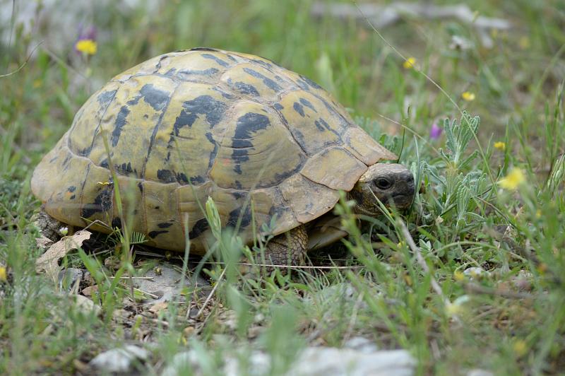 Testudo hermanni