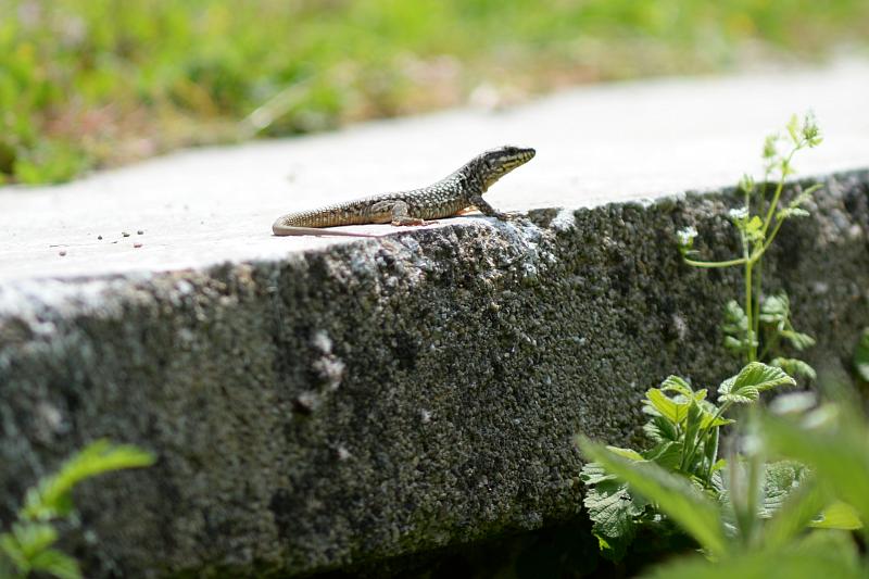 Podarcis muralis