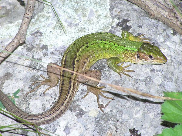 Lacerta viridis