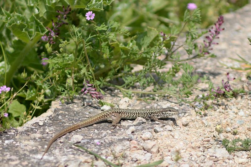 Podarcis erhardii