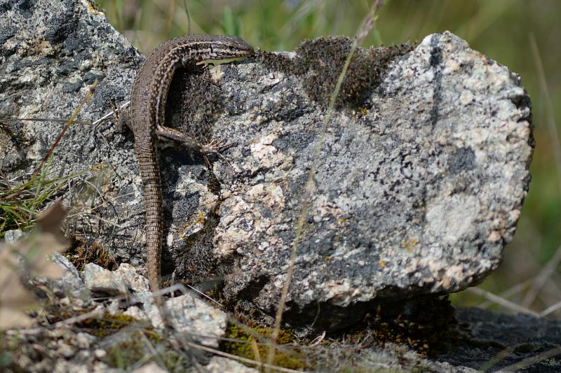 Podarcis muralis