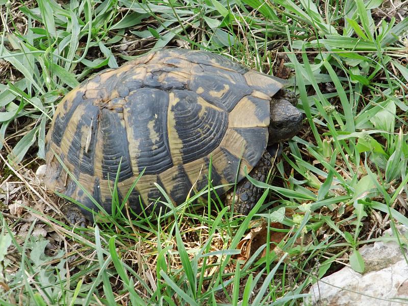 Testudo hermanni