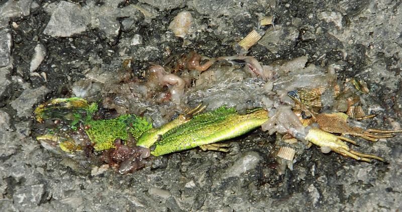 Lacerta sp. Lacerta sp.