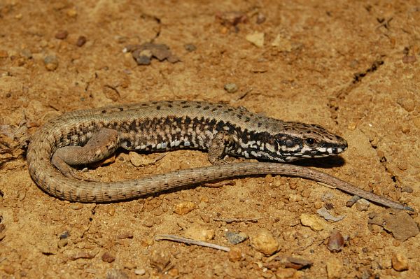 Podarcis muralis