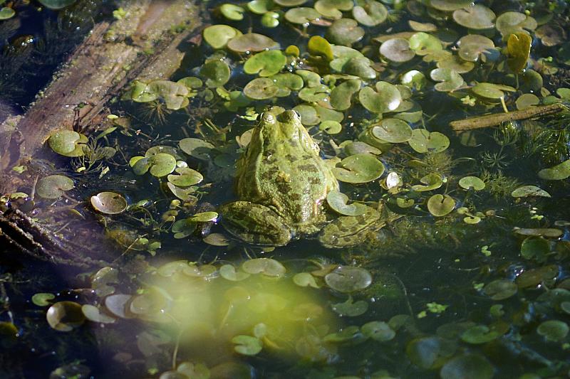 Pelophylax/Rana sp.