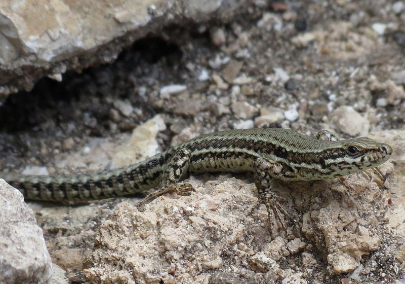 Podarcis muralis