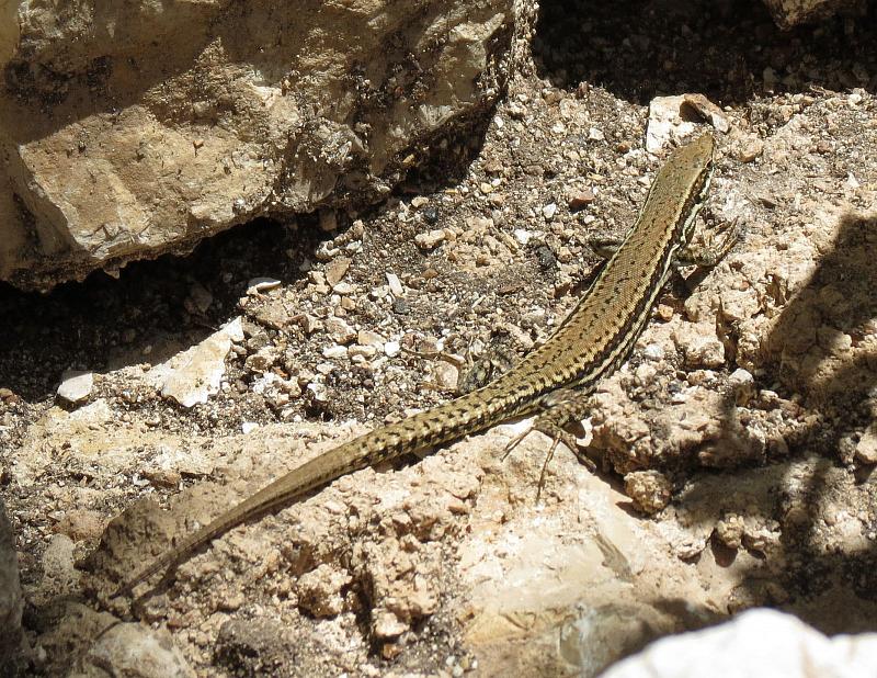 Podarcis muralis