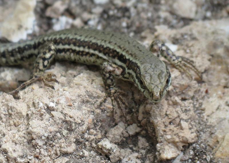 Podarcis muralis