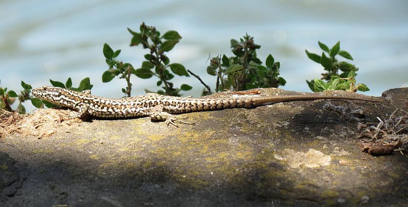 Podarcis muralis