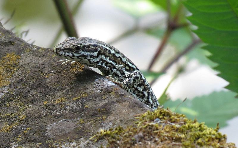 Podarcis muralis