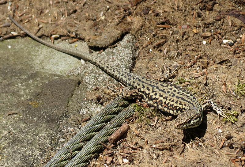 Podarcis muralis