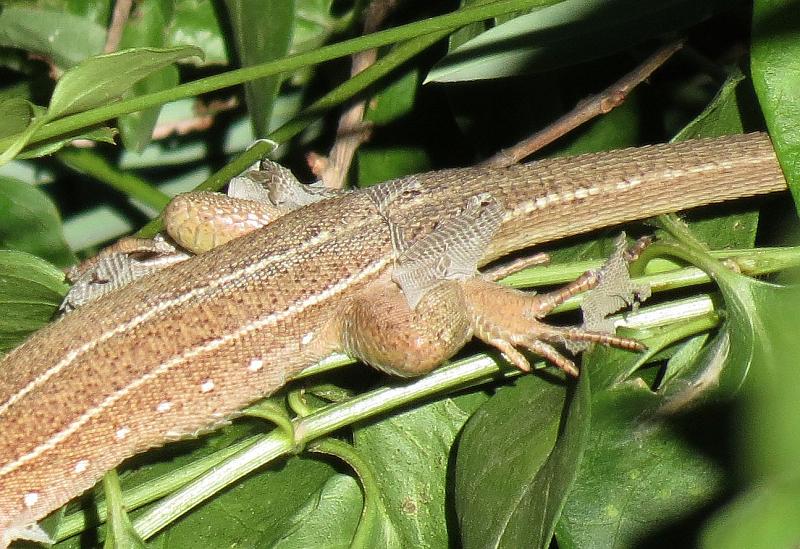 Lacerta trilineata