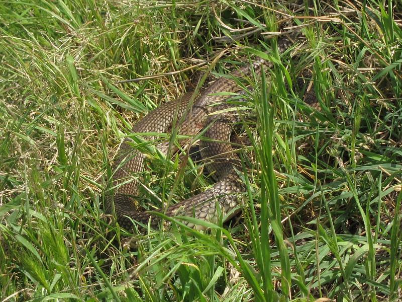 Dolichophis caspius