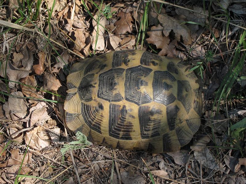 Testudo graeca