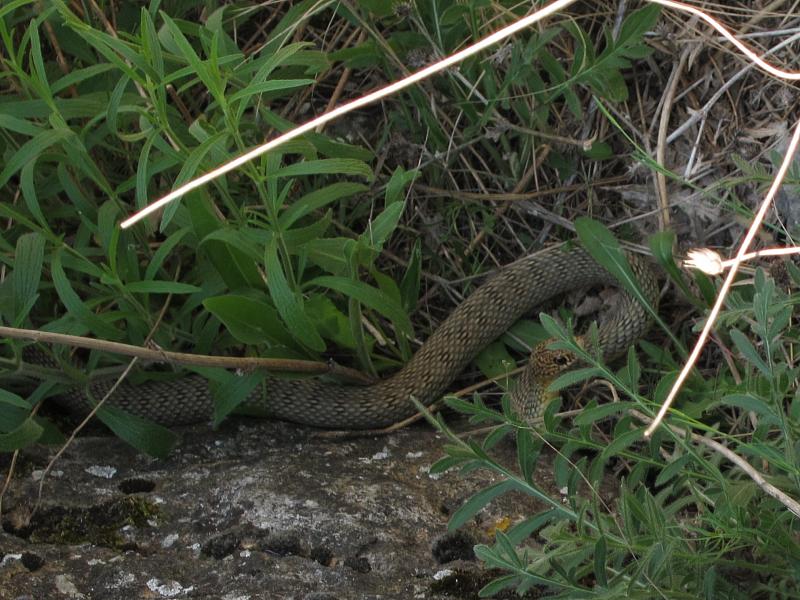 Dolichophis caspius