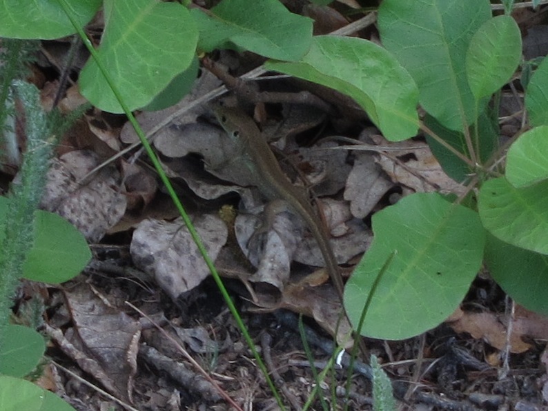 Lacerta viridis