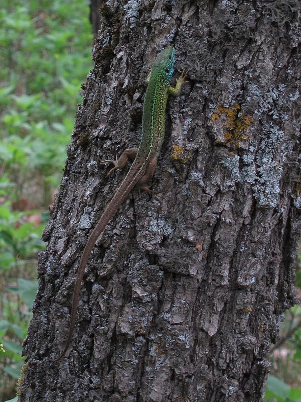 Lacerta viridis