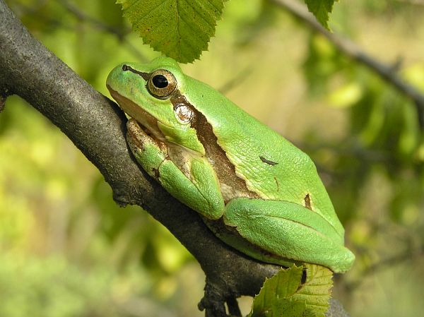 Hyla arborea