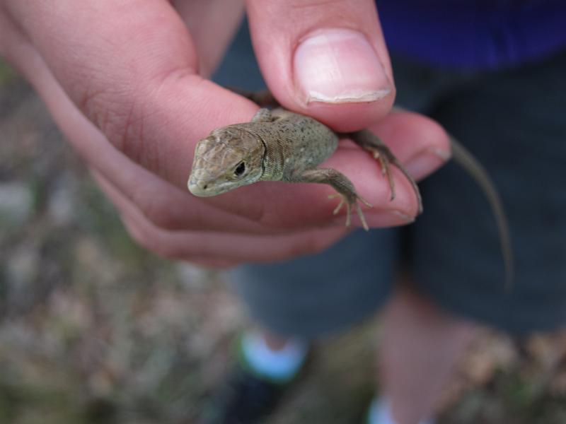 Lacerta viridis