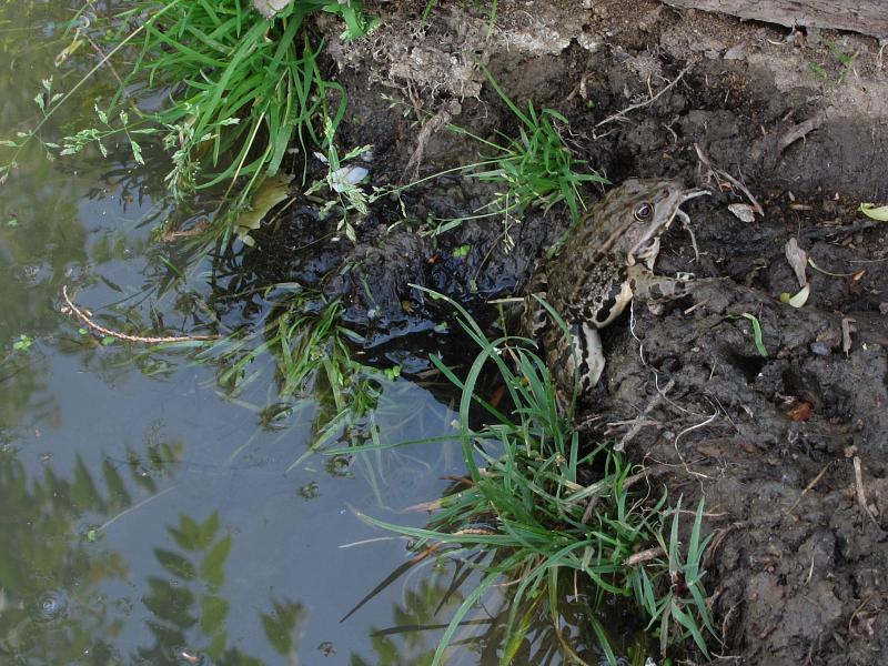 Pelophylax ridibundus