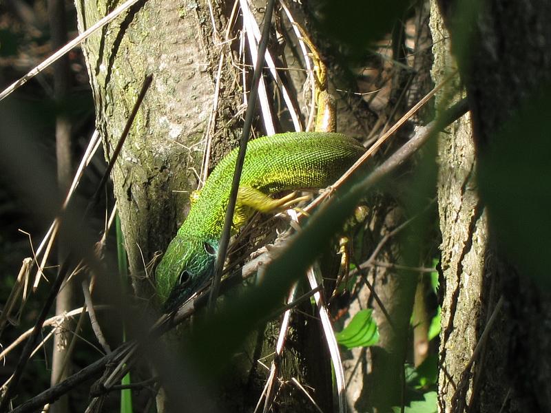 Lacerta viridis