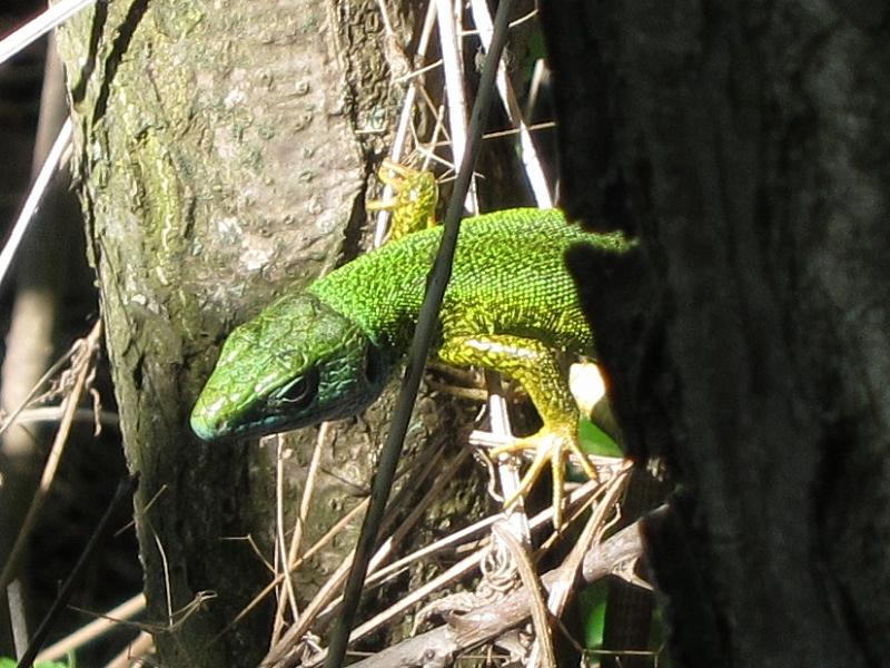 Lacerta viridis