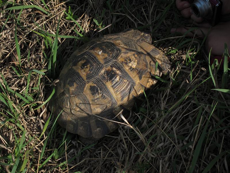 Testudo graeca