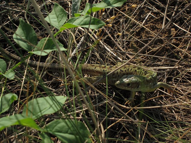 Lacerta viridis