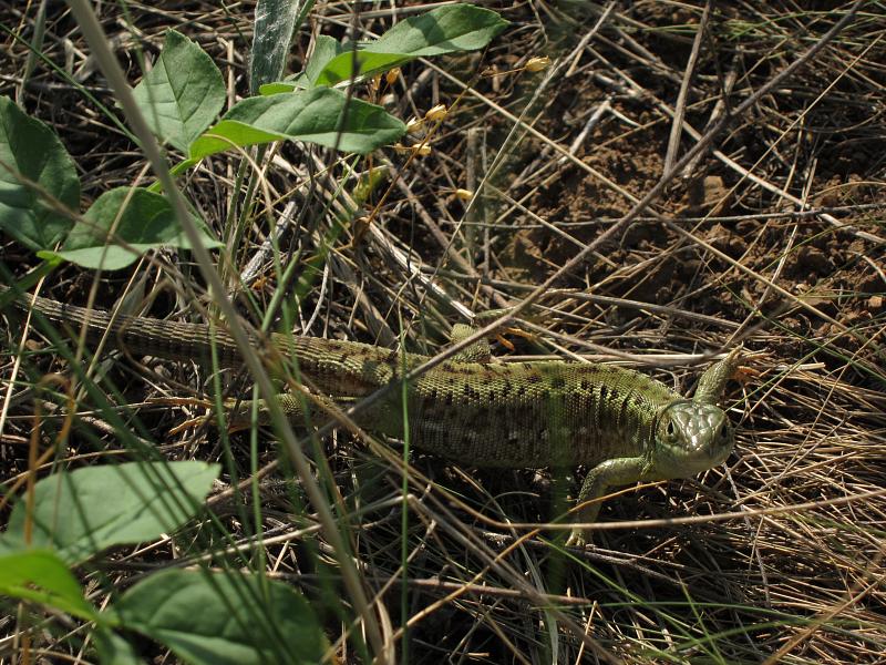 Lacerta viridis