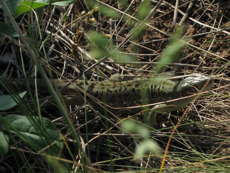 Lacerta viridis