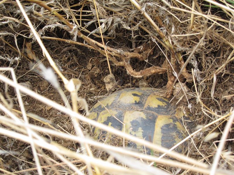 Testudo hermanni