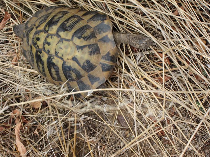 Testudo hermanni