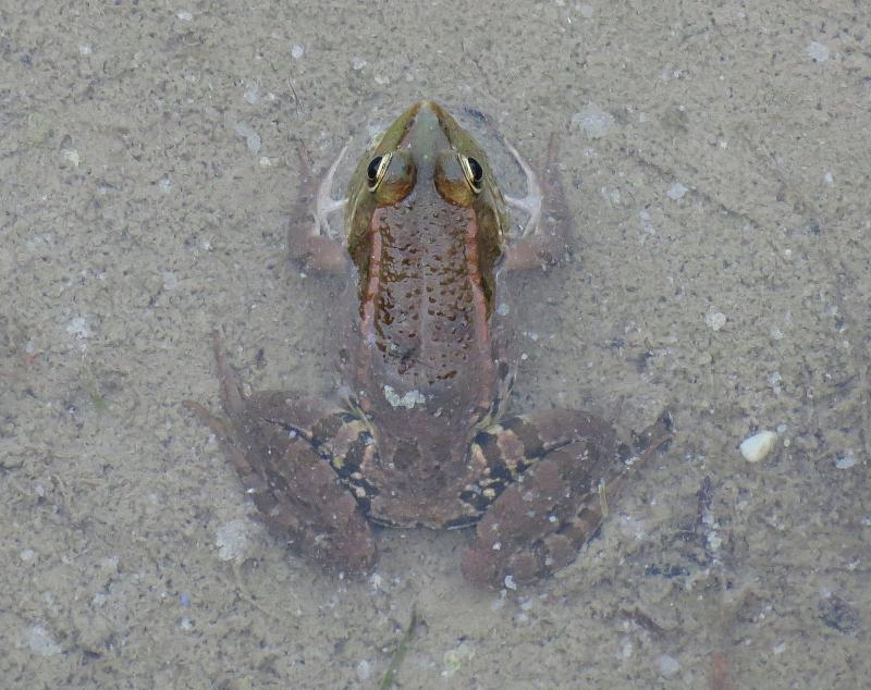 Pelophylax ridibundus