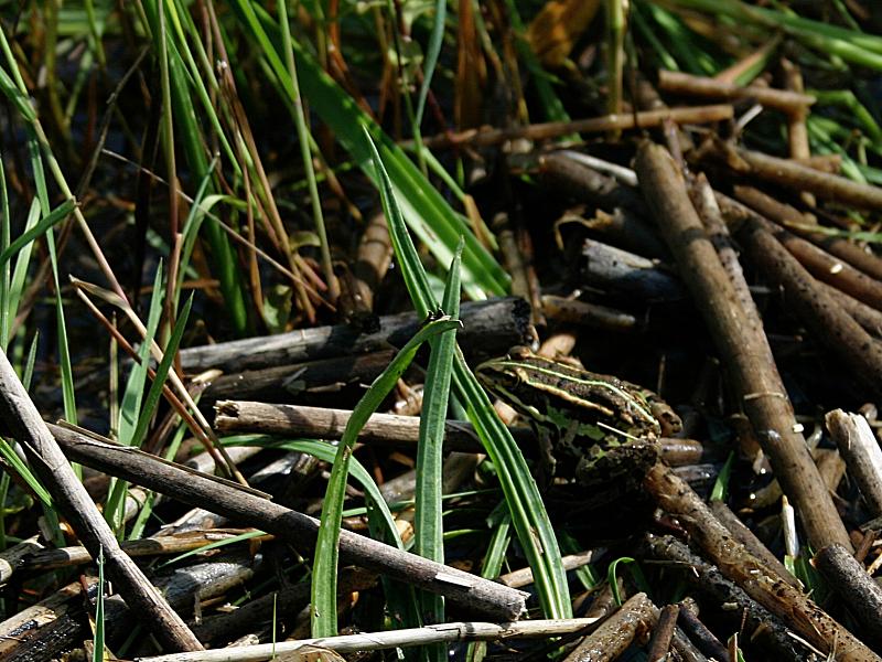 Pelophylax lessonae