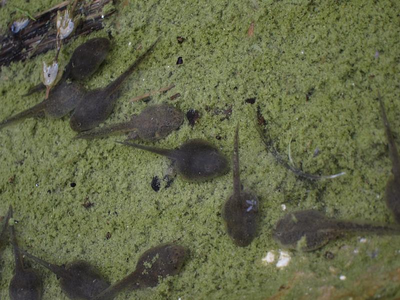 Bombina variegata