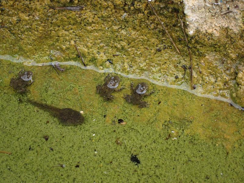 Bombina variegata