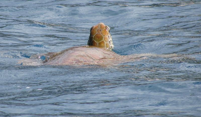 Caretta caretta