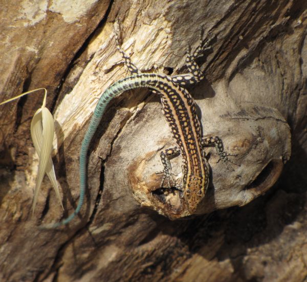 Anatololacerta oertzeni